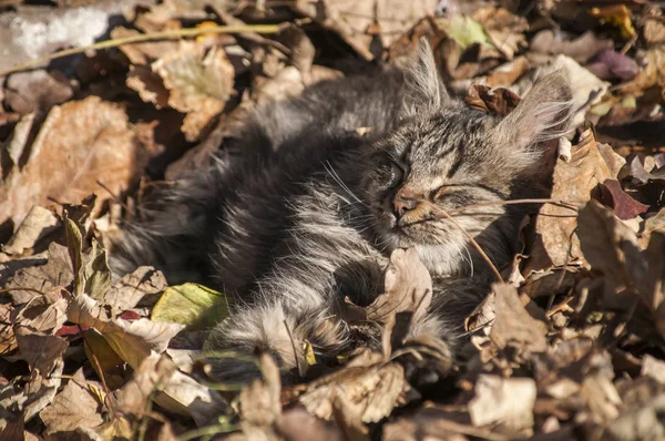 Genç shaggy yolunu yitirmek kedi — Stok fotoğraf