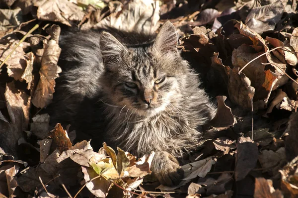 Joven shaggy gato callejero — Foto de Stock