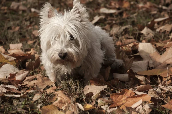 Terrier scozzese Primo piano — Foto Stock