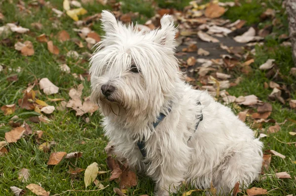 Skotsk terrier närbild — Stockfoto