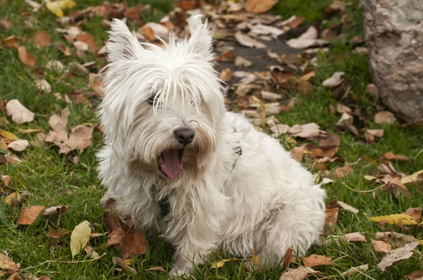 Scottish terrier closeup — Stock Photo, Image