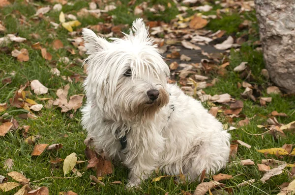 Terrier scozzese Primo piano — Foto Stock