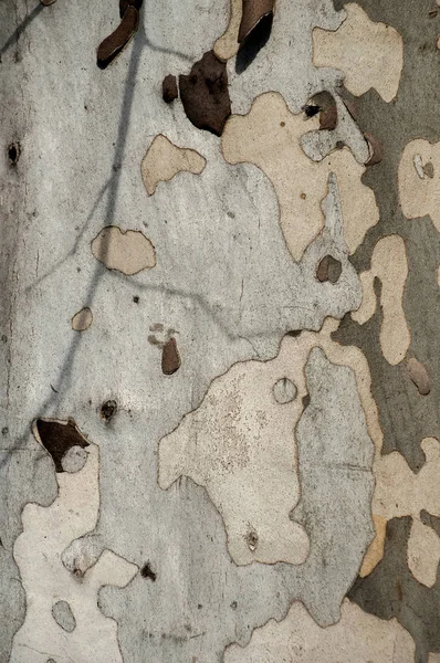 Corteza de árbol de platano — Foto de Stock