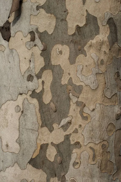 Corteza de árbol de platano —  Fotos de Stock