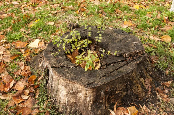 Cut trunk of large tree — Stock Photo, Image