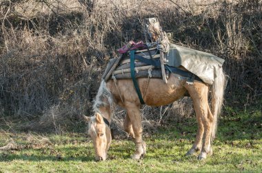 Genç dağ packhorse