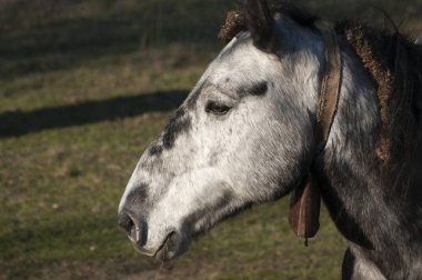 Dağ packhorse başkanı