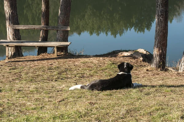 Landschaft mit Hund am See — Stockfoto