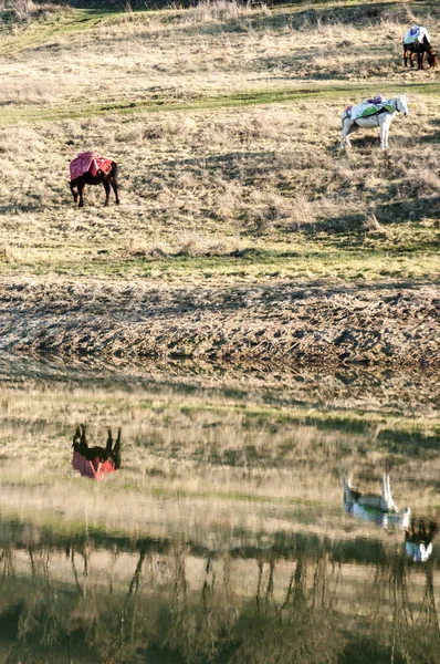 Dağ packhorses yansıma su — Stok fotoğraf
