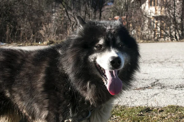 Büyük çoban köpeği başkanı — Stok fotoğraf