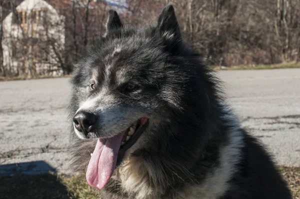 大きなシェパード犬の頭 — ストック写真