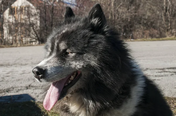 Büyük çoban köpeği başkanı — Stok fotoğraf