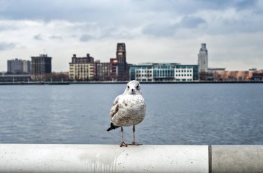 Demir korkuluk üzerinde martı