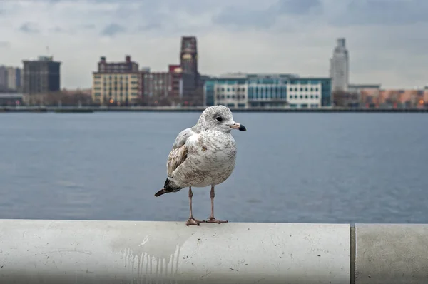 Möwe auf eisernem Geländer — Stockfoto