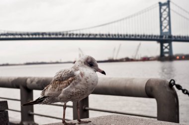 Demir korkuluk tarafından martı