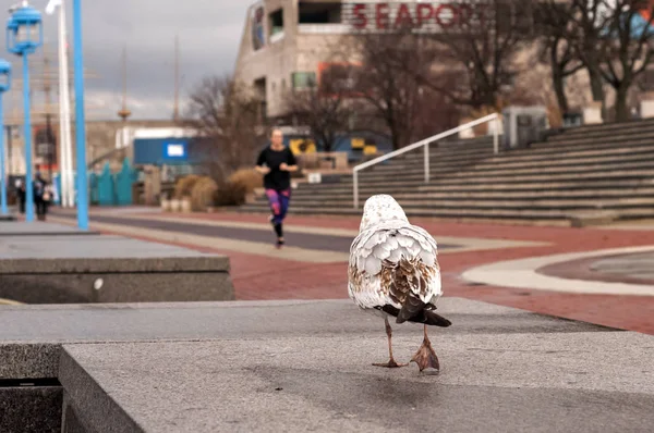 Möwe und Jogger — Stockfoto