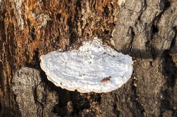 Witte houten paddestoel — Stockfoto