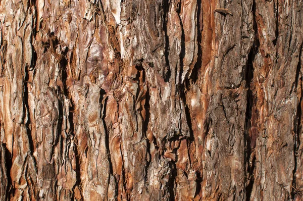 Corteccia d'albero di conifera — Foto Stock