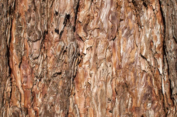 Tree bark of conifer — Stock Photo, Image