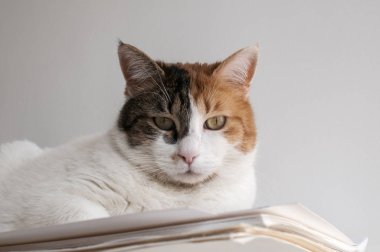 Dişi kedi Başkanı