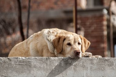 Labrador köpek portre