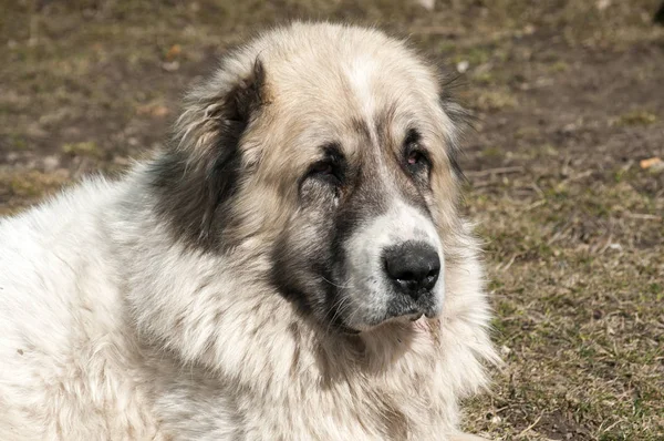 Büyük çoban köpeği portre — Stok fotoğraf