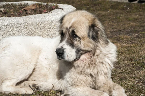 Stor hyrdehund i nærheden - Stock-foto