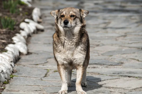 小さな mogrel 犬 — ストック写真