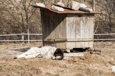 Mountain shepherd dog in village yard clipart