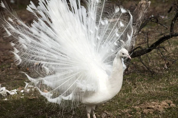 White male peacock — Stock Photo, Image