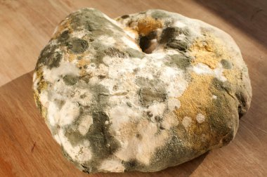 Küflü ve küflü kepekli ekmek