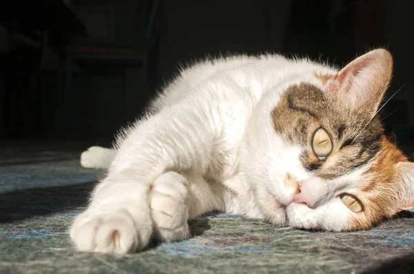 Samica kot zbliżenie — Zdjęcie stockowe