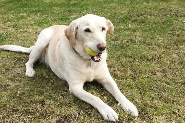 Pies Labrador z piłki tenisowe — Zdjęcie stockowe