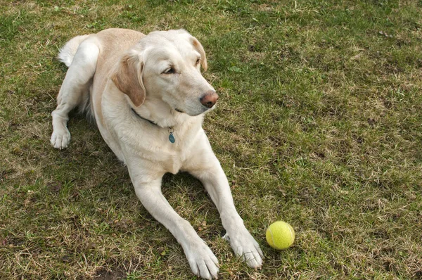 Labrador pes s tenisák — Stock fotografie