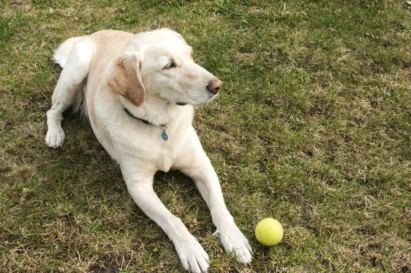 Pies Labrador z piłki tenisowe — Zdjęcie stockowe