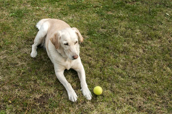 Labrador cão com bola de tênis — Fotografia de Stock