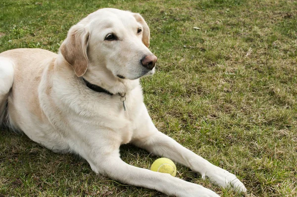 Labrador cão com bola de tênis — Fotografia de Stock