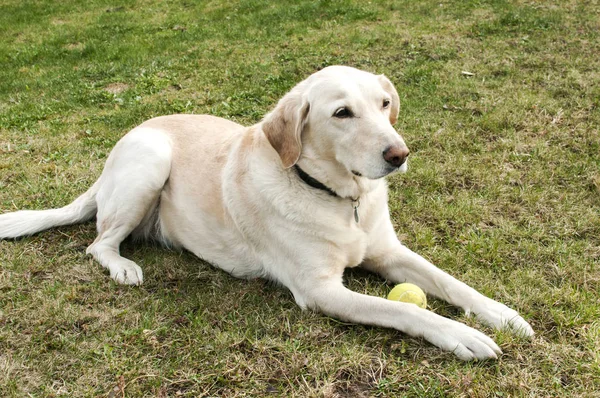 Labrador pes s tenisák — Stock fotografie