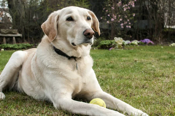 Σκυλί λαμπραντόρ με μπάλα του τένις — Φωτογραφία Αρχείου