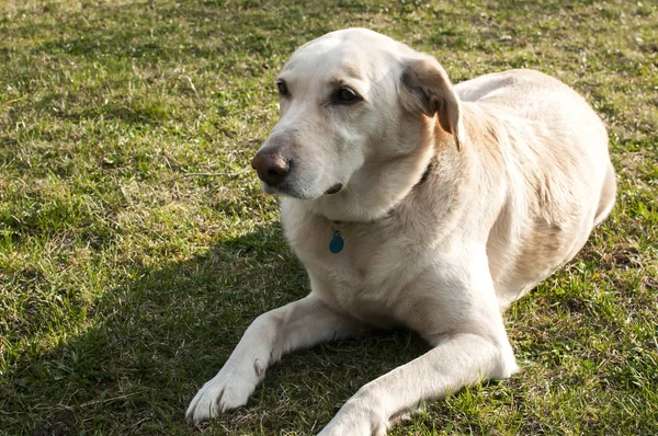 Labradorský retrívr pes — Stock fotografie