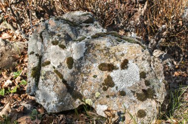 Yosun closeup ile dağ kaya