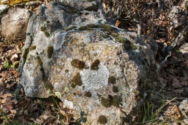 Yosun closeup ile dağ kaya