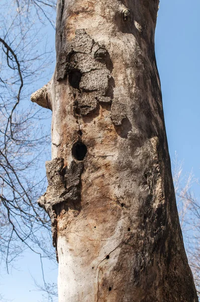Tallo de árbol muerto seco — Foto de Stock