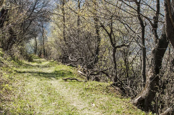 Estrada pitoresca da floresta — Fotografia de Stock