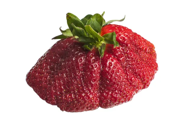 Riesige rote Erdbeere — Stockfoto