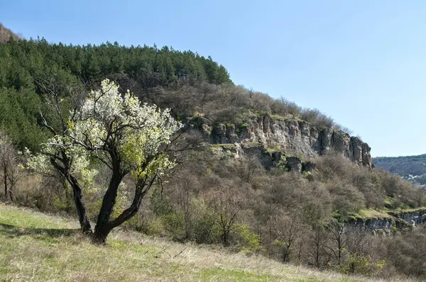 Blühender Zwetschgenbaum auf der Frühlingswiese — Stockfoto