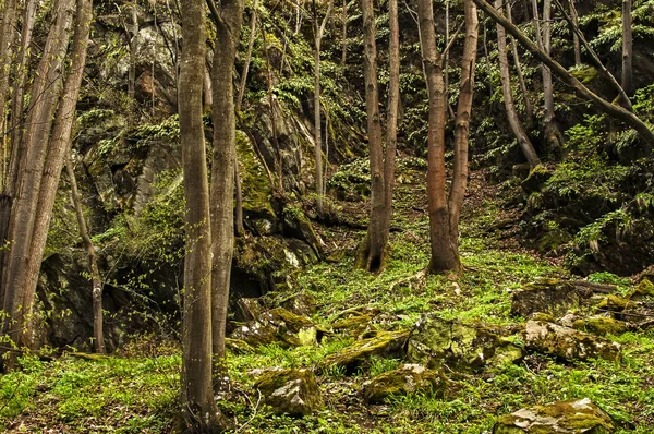 Bosque verde profundo en primavera día sin sol — Foto de Stock