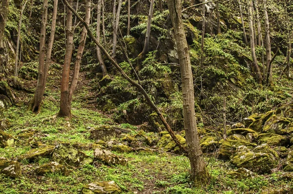 Bosque verde profundo en primavera día sin sol — Foto de Stock