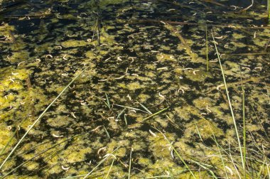 Bataklık su yüzey portre