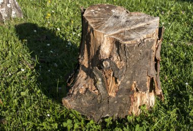 Gövde üzerinde çim çayır